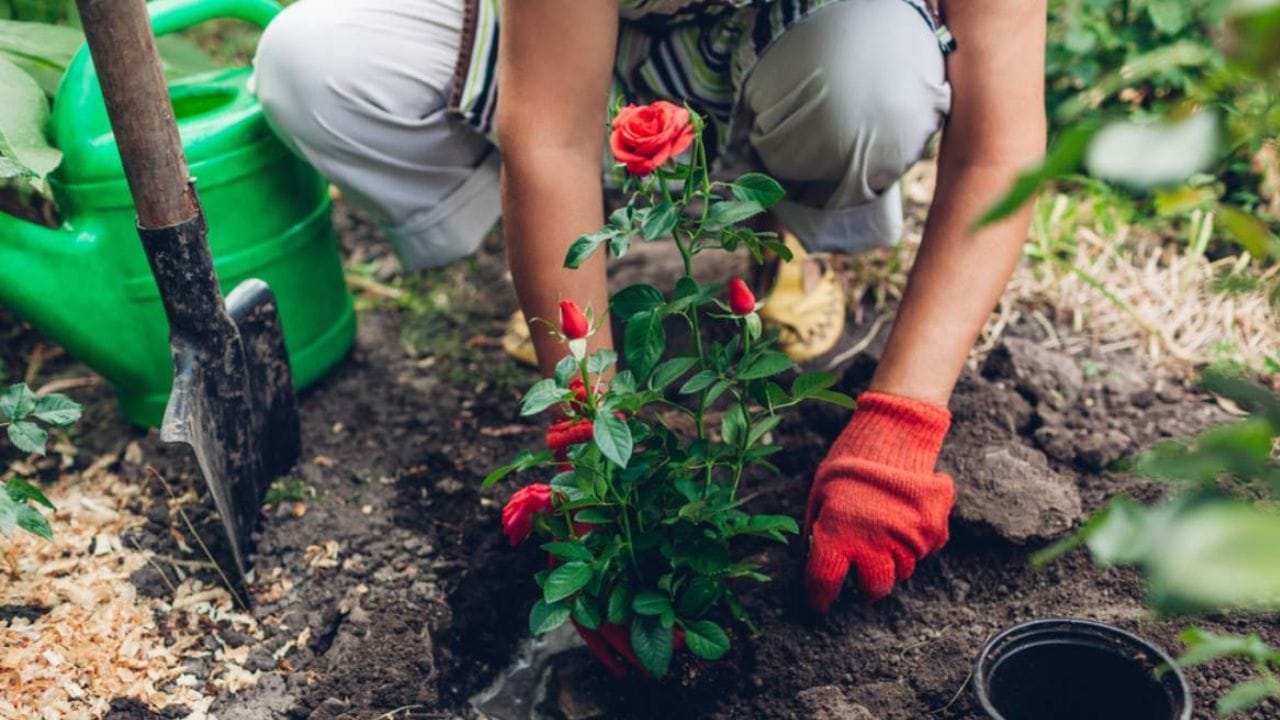 ગુલાબ ઉગાડવા માટેનું શ્રેષ્ઠ સ્થળ તમારી બાલ્કની અથવા તમારા ઘરનો દક્ષિણપશ્ચિમ ખૂણો છે. તેનો અર્થ એ છે કે તેમને દક્ષિણપશ્ચિમ દિશામાં વાવો. 