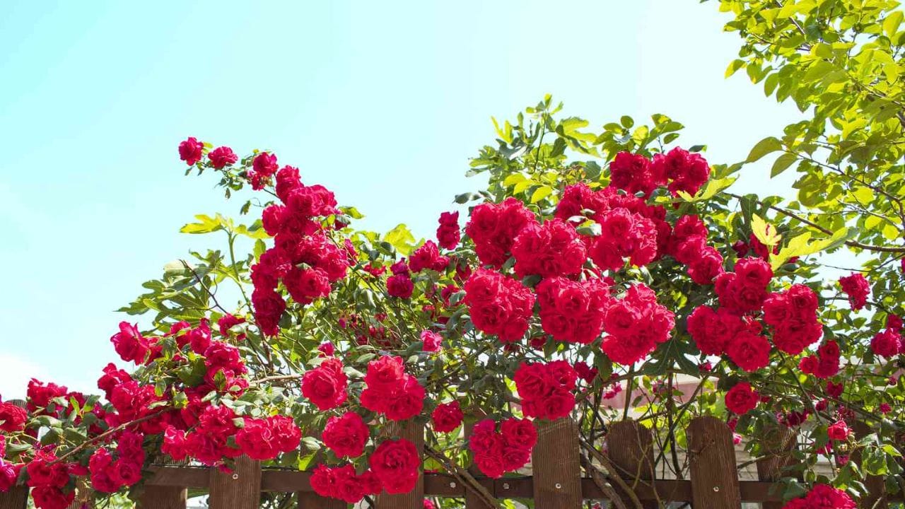 હકીકતમાં, દક્ષિણ દિશા પણ લાલ ફૂલોવાળા છોડ રાખવા માટે અનુકૂળ દિશા છે. એવું માનવામાં આવે છે કે તે ઘરમાલિકની સામાજિક સ્થિતિને વધારે છે અને સારા કૌટુંબિક સંબંધોને પ્રોત્સાહન આપે છે. તેથી, જો તમારા ઘરમાં ગુલાબનું ઝાડ છે અથવા તમે તેને વાવવાનું વિચારી રહ્યા છો, તો તેની દિશા બદલવાની ખાતરી કરો