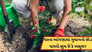 Vastu Tips: ઘરના આંગણામાં ગુલાબનો છોડ વાવવો શુભ છે કે અશુભ? જાણો વાસ્તુ શું કહે છે