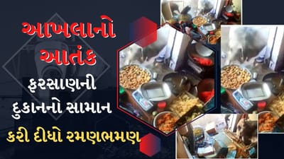 દ્વારકા:  સલાયા ગામે રખડતાં ઢોરનો આતંક, આખલો ફરસાણની દુકાનમાં ઘુસ્યો- જુઓ CCTV Video