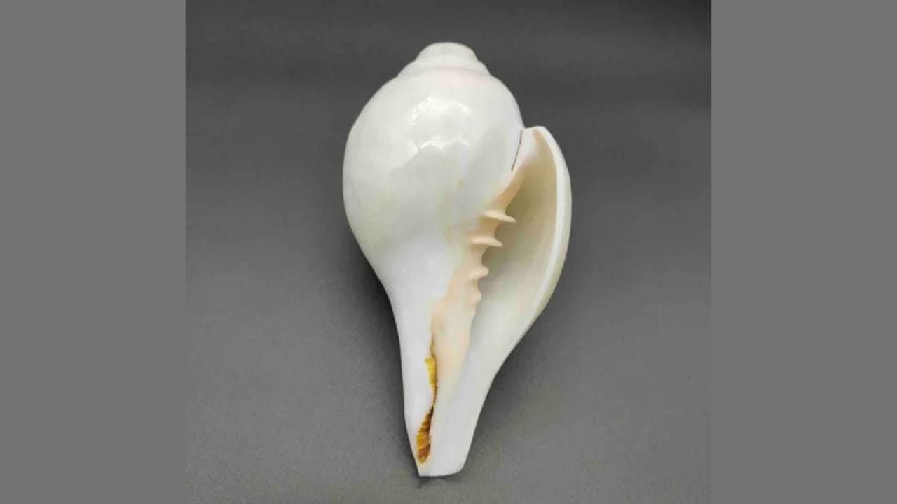 દેવી લક્ષ્મીનો અપ્રસન્નતા: શંખને દેવી લક્ષ્મીનું એક નાનું સ્વરૂપ માનવામાં આવે છે, કારણ કે તે સમુદ્ર મંથન દરમિયાન ઉદ્ભવ્યું હતું. ખાલી શંખ રાખવાથી, દેવી લક્ષ્મીનું સ્થાન ખાલી કરવા જેવું, તેમને નારાજ કરી શકે છે અને ઘરમાંથી સંપત્તિ અને સમૃદ્ધિ દૂર થઈ શકે છે. તેથી, શંખને ખાલી રાખવાને બદલે, તેની ઉર્જા અને સકારાત્મકતા જાળવવા માટે તેને હંમેશા ભરેલું રાખવું જોઈએ.