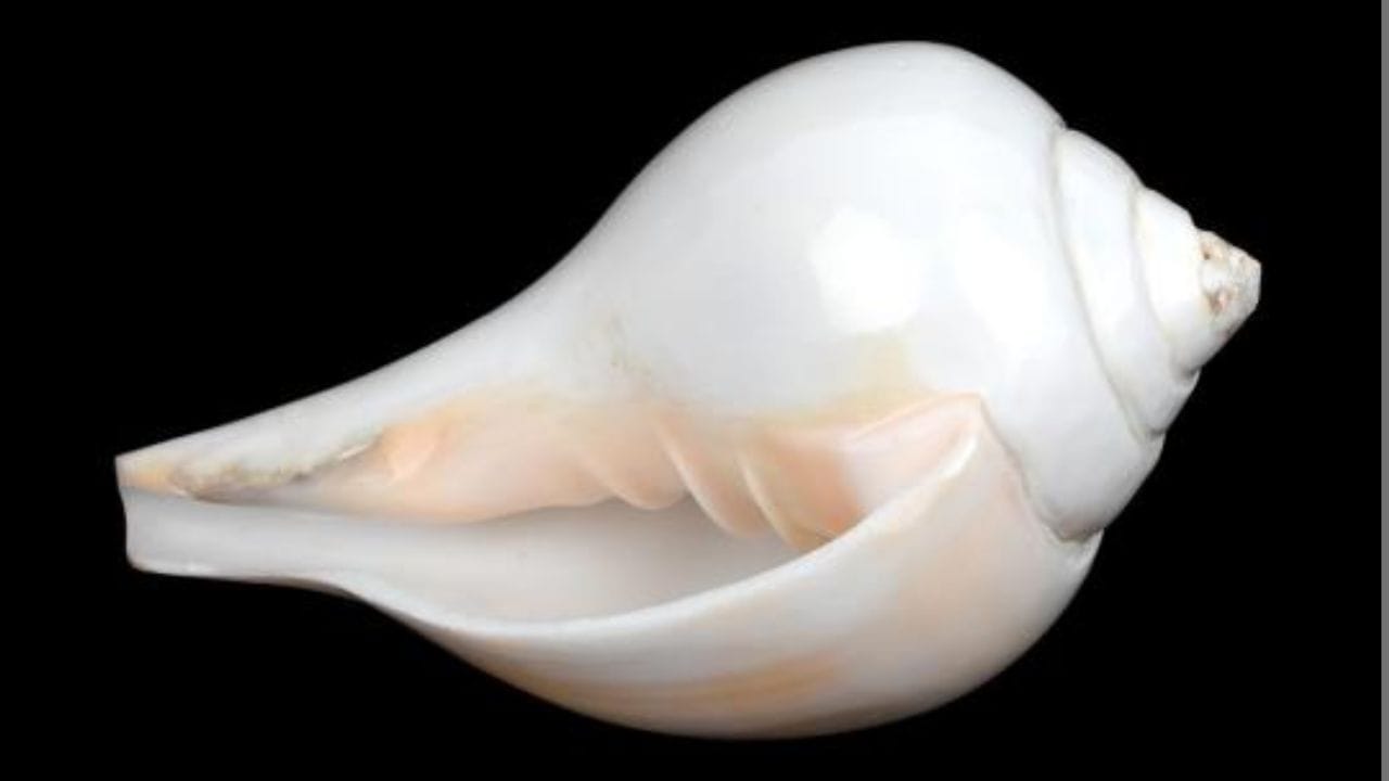 નકારાત્મક ઉર્જાનો પ્રવાહ: વાસ્તુ શાસ્ત્ર અનુસાર, મંદિર કે ઘરમાં ખાલી શંખ રાખવાથી નકારાત્મક ઉર્જાનો પ્રવાહ વધે છે. આ ખાલીપણું ઘરના વાતાવરણ પર નકારાત્મક અસર કરે છે.