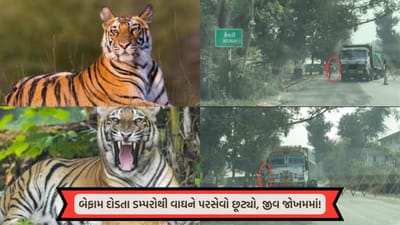 સરકાર જાગે ! વર્ષો પછી ગુજરાતમાં દેખાયેલા વાઘના જીવને ભુ-માફિયાઓના ડમ્પરનો ખતરો