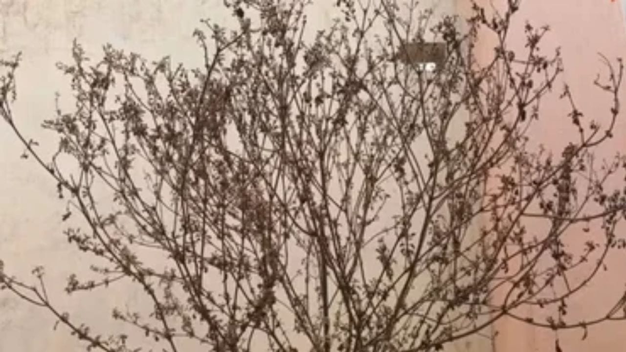 જો તમારા ઘરમાં તુલસીનો છોડ સુકાઈ ગયો હોય તો તેને ફેંકી દેવુ અશુભ માનવામાં આવે છે. પણ જો તમારો છોડ સુકાઈ ગયો હોય તો તેને મૂળથી ઉખાડી જળમાં પ્રવાહીત કરી શકો છો. 