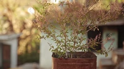 તુલસી લગભગ દરેક ઘરમાં જોવા મળતો છોડ છે. ખાસ કરીને હિન્દુ ધર્મનું પાલન કરનારા લોકોના ઘરમાં, તે હોવું આવશ્યક છે. આ છોડ ધાર્મિક અને વૈજ્ઞાનિક બંને દ્રષ્ટિકોણથી ખૂબ જ મહત્વપૂર્ણ છે. સ્વસ્થ વાતાવરણને પ્રોત્સાહન આપવા ઉપરાંત, આ છોડના પાંદડાનો ઉપયોગ વિવિધ સ્વાસ્થ્ય સમસ્યાઓ દૂર કરવા માટે પણ થાય છે. પણ ઘણી વખત ખુબ જતન કરવા છતા તુલસીનો છોડ સુકાઈ જાય છે. મોટાભાગના લોકો તેમના તુલસીના છોડને સુકાઈ જાય ત્યારે ફેંકી દે છે. જોકે, આમ કરવું અશુભ છે. તેને ફેંકી દેવાને બદલે, તેનો ઉપયોગ કોઈ અન્ય હેતુ માટે કરી શકાય છે. હવે પ્રશ્ન એ છે કે જો તે સુકાઈ જાય તો શું કરવું જોઈએ? 