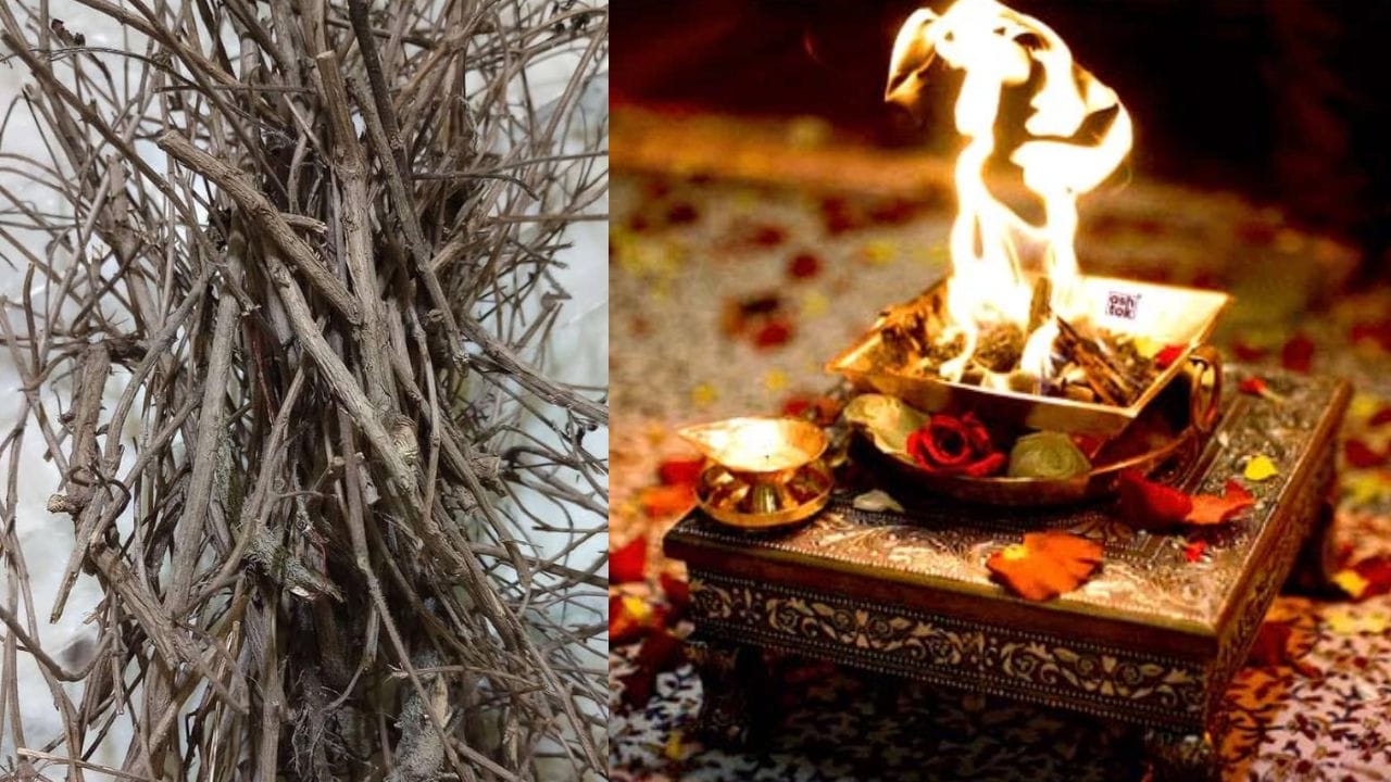 હવન અને પૂજામાં તેનો ઉપયોગ કરો: જ્યોતિષીઓ સૂચવે છે કે જો તુલસીનો છોડ સુકાઈ જાય, તો તેના લાકડાનો ઉપયોગ હવનમાં કરી શકાય છે. તુલસીના લાકડામાંથી નીકળતી સુગંધ ઘરમાં સકારાત્મક ઉર્જા લાવે છે. તેમાં એન્ટીબેક્ટેરિયલ ગુણ પણ હોય છે; તેને બાળવાથી ઘરમાં રહેલા જંતુઓનો નાશ થાય છે. વધુમાં, જો તમે ઈચ્છો તો, તમે તુલસીના લાકડાનો ઉપયોગ ચંદનની જેમ ઘસીને પણ કરી શકો છો.