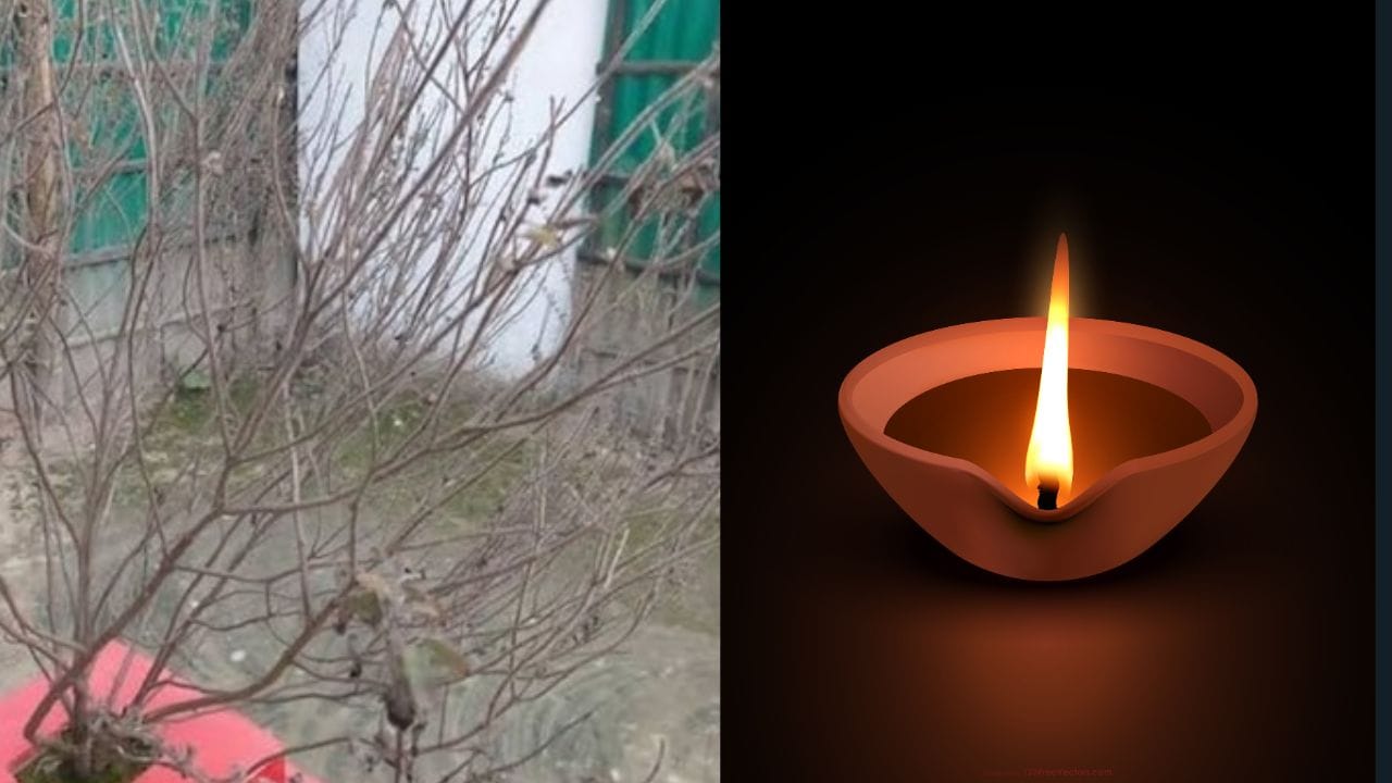 તુલસીની લાકડીઓનો દીવો: તુલસીનો છોડ સુકાઈ જાય તો તેની ડાળખીને તોડીને તેના પર રુ લગાવી ઘીનો દીવો કરો. આમ કરવાથી ઘરની નકારાત્મક ઊર્જા દૂર થાય છે. 