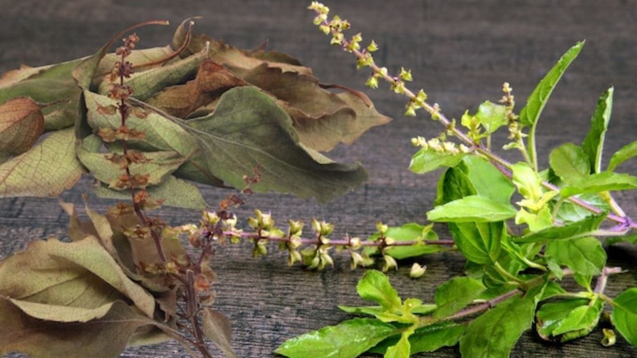 છોડ માટે ખાતર બનાવો: તુલસીના છોડનો ખાતર તરીકે ઉપયોગ કરો જો કુંડામાં રાખેલા તુલસીના છોડ સુકાઈ ગયા હોય, તો તેને ફેંકી દેવાને બદલે, તેનો ઉપયોગ બગીચાના અન્ય છોડ માટે ખાતર તરીકે કરી શકાય છે. આ કરવા માટે, સૂકા તુલસીના છોડને વાસણમાંથી કાઢી લો અને તેના પાંદડા અલગ કરો. હવે, બારીક પાવડર બનાવવા માટે તેને તમારા હાથથી કચડી નાખો. હવે, તેને વાસણમાં માટીમાં નાખો. આનાથી જમીનની ફળદ્રુપતા વધશે. આ જમીનમાં વાવેલો કોઈપણ છોડ ખૂબ જ સ્વસ્થ રીતે ઉગે છે.