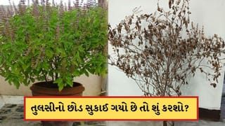 Vastu Tips : તુલસીનો છોડ સુકાઈ ગયો છે તો શું કરશો ? જાણો વાસ્તુ શું કહે છે