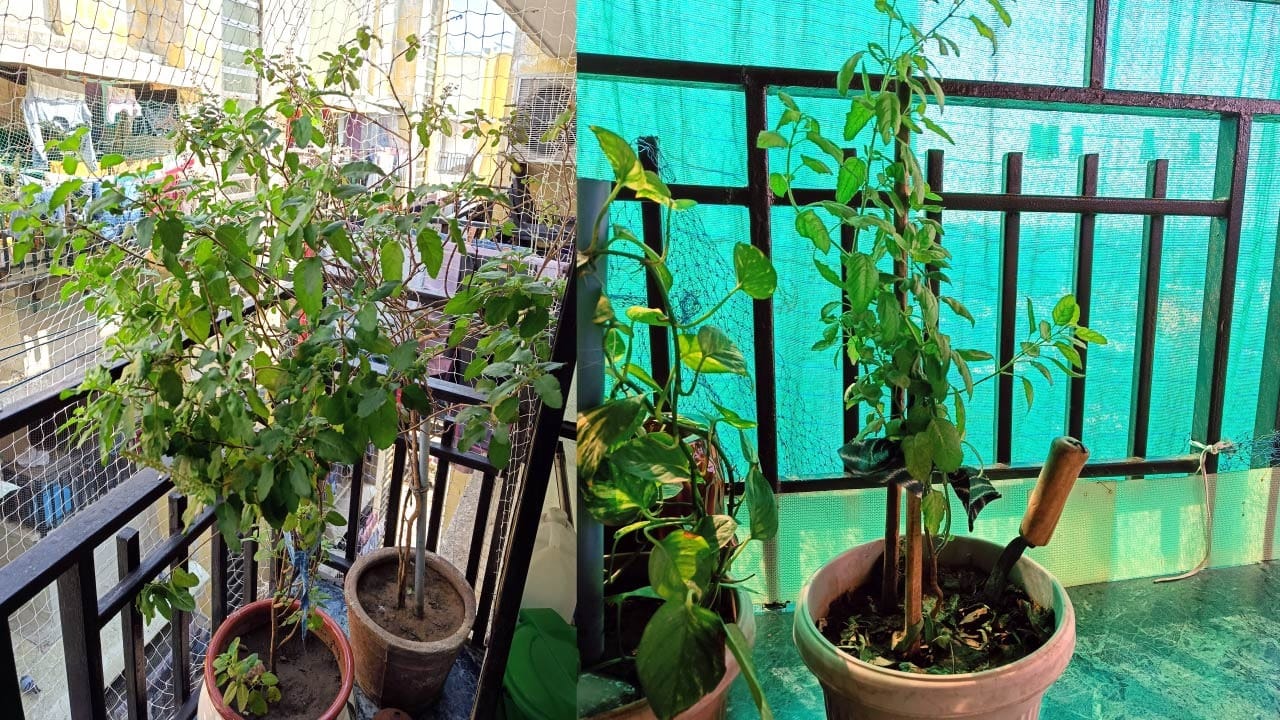 જો તુલસીનો છોડ એવી જગ્યાએ રાખવામાં આવ્યો હોય જ્યાં તેને પૂરતો સૂર્યપ્રકાશ મળતો ન હોય, તો તે તેના બગડવાનું મોટું કારણ બની શકે છે. તુલસીના છોડને રોજબરોજ ઓછામાં ઓછા ત્રણથી ચાર કલાક ધુપ જરૂરી હોય છે. ખાસ કરીને શિયાળાની ઋતુમાં સવારની નરમ અને ઉષ્ણ ધુપ તુલસી માટે વધુ લાભદાયક ગણાય છે. તેથી, તુલસીના છોડને એવી ખુલ્લી જગ્યાએ રાખવો જોઈએ જ્યાં તેને યોગ્ય પ્રમાણમાં સૂર્યપ્રકાશ મળી રહે.