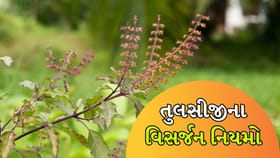 Tulsi: તુલસીજી સુકાઈ ગયા છે? તો આ ભૂલો ન કરો