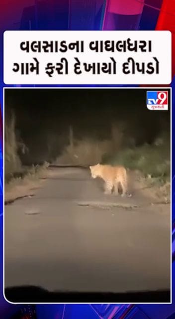 રાત્રિ દરમિયાન ગામના રસ્તા પર દીપડાના આંટાફેરા
