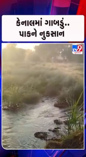 વારંવાર કેનાલ તૂટતા ખેડૂતોને નુકશાન વેઠવાનો વારો