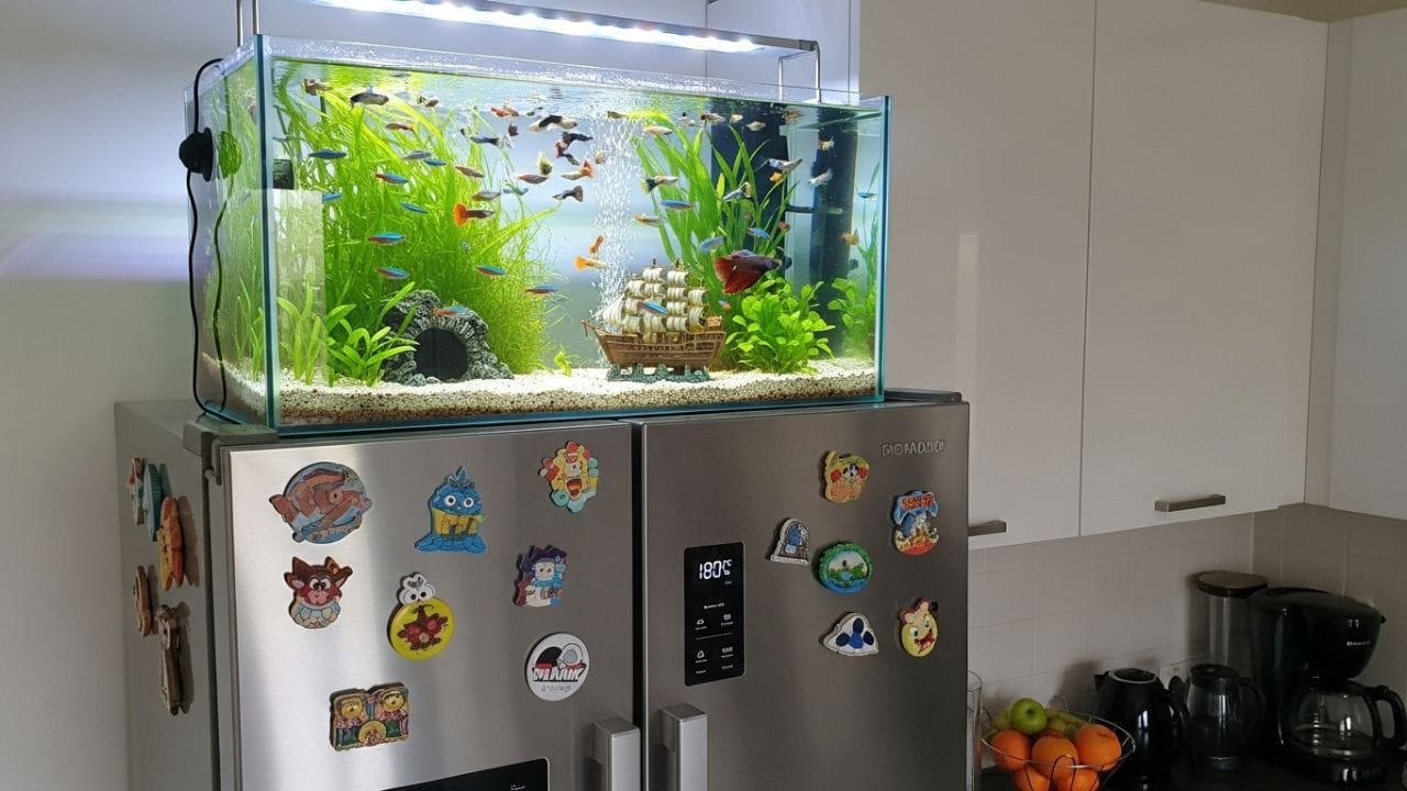 માછલીઘર ટાળો: તમારા ઘરને સજાવવા માટે રેફ્રિજરેટરની ઉપર ફિશ એક્વેરિયમ રાખવું પણ હાનિકારક હોઈ શકે છે. રેફ્રિજરેટરમાંથી આવતી ગરમી અને કંપન માછલીના સ્વાસ્થ્યને અસર કરી શકે છે. ઘણા કિસ્સાઓમાં એવું જોવા મળ્યું છે કે રેફ્રિજરેટર પર રાખેલા એક્વેરિયમમાં માછલીઓ ઝડપથી મરી જાય છે.