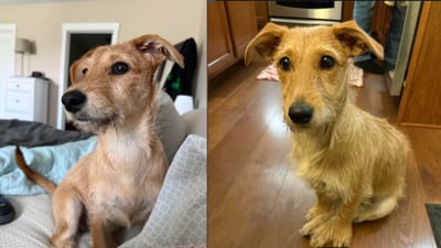 શું તમને ખબર છે કે કૂતરાનો પણ DNA ટેસ્ટ થાય છે..! ચાલો સંપૂર્ણ ઘટના પર નજર કરીએ