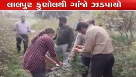 સરકારી જમીનમાં તુવેર અને ઘઉંની વચ્ચે વાવેતર કરાયેલા ગાંજાના છોડ પકડાયા