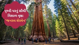 શું તમે જોયું છે 2200 વર્ષ જૂનું વૃક્ષ