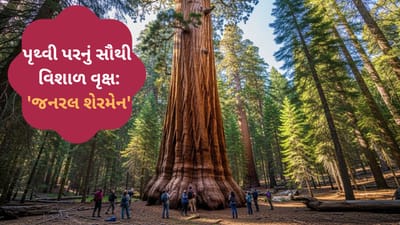 પૃથ્વી પરનું સૌથી વિશાળકાય જીવંત વૃક્ષ, જાણો 2200 વર્ષ જૂના 'જનરલ શેરમેન' વૃક્ષનું રહસ્ય