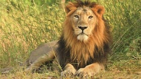 એશિયાટિક સિંહોના અકસ્માત વધતા અધિકારીઓની મળી બેઠક