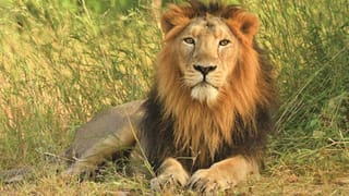 એશિયાટિક સિંહોની સુરક્ષા વધારવા અધિકારીઓને આદેશ, સિંહોના અકસ્માતે મોત વધતા તાબડતોબ મળી બેઠક-Video