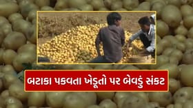 બનાસકાંઠાના બટાકા પકવતા ખેડૂતો બેવડા સંકટમાં