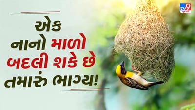 સુગરીના માળાને સમૃદ્ધિનું પ્રતિક માનવામાં આવે છે. એવું કહેવાય છે કે જ્યાં આ પંખી માળો બનાવે છે, ત્યાં ધનલક્ષ્મી કૃપા વરસાવે છે.   ( Credits: Getty Images )