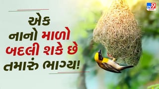 Vastu tips : ઘરમાં સુગરીનો માળો રાખવાથી બદલાઈ શકે છે ભાગ્ય ! જાણો શું કહે છે વાસ્તુશાસ્ત્ર