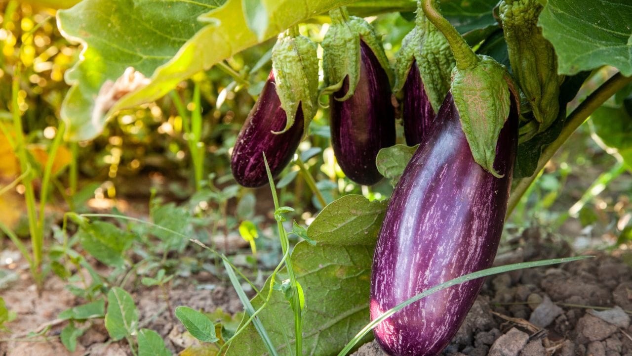 ગલન રોગ (Damping-off):  રીંગણના શરૂઆતના તબક્કે જોવા મળતો 'ગલન રોગ' અથવા 'ધરૂનું કોહવાણ' (Damping-off) ખેતીમાં ભારે નુકસાન કરી શકે છે. આ સમસ્યા મુખ્યત્વે પાઇથિયમ, રાઈઝોક્ટોનિયા અને ફ્યુઝેરિયમ જેવી ઘાતક ફૂગને કારણે ઉદ્ભવે છે. આ રોગમાં છોડનું થડ જમીન પાસેના ભાગેથી ભૂરા-કાળા રંગનું થઈને સડવા લાગે છે.