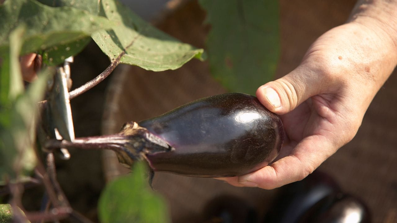 એક કૃષિ સલાહકાર ખાસ ભાર મૂકવા માંગે છે કે આ રોગના કિસ્સામાં સાવચેતી જ શ્રેષ્ઠ ઈલાજ છે. જો તમને તમારા બગીચામાં કોઈ પણ છોડ સંક્રમિત જણાય, તો તેને વિલંબ કર્યા વગર તરત જ ઉખેડીને નાશ કરી દેવો જોઈએ. આ સૌથી મહત્વનું પગલું છે કારણ કે એકવાર સંક્રમણ લાગ્યા પછી તેને સાજો કરવો મુશ્કેલ હોય છે અને તે બીજા સ્વસ્થ છોડમાં ઝડપથી ફેલાઈ શકે છે. આ ઉપરાંત કુદરતી ઉપચાર તરીકે લીમડાના તેલ (Neem Oil) નો નિયમિત છંટકાવ રોગના ફેલાવાને રોકવા માટે અત્યંત અસરકારક સાબિત થાય છે.