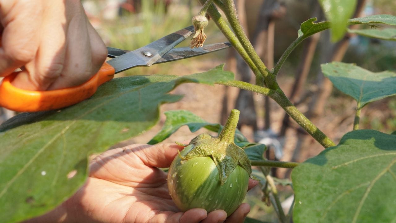 ફળ અને થડ છેદક કીટક (Fruit and Shoot Borer):  ફળ અને થડ છેદક કીટક રીંગણની ખેતીમાં સૌથી ભયાનક શત્રુ માનવામાં આવે છે. આ કીટક છોડને અંદરથી કોતરીને પોલો કરી નાખે છે. જ્યારે આ જીવાત થડમાં કાણું પાડે છે, ત્યારે છોડની ટોચ અને ડાળીઓ કરમાઈને લટકી જાય છે. તેનાથી માત્ર છોડ જ નબળો પડતો નથી, પરંતુ ફળો પણ ખાવાલાયક રહેતા નથી, જે સીધું આર્થિક નુકસાન નોતરે છે.