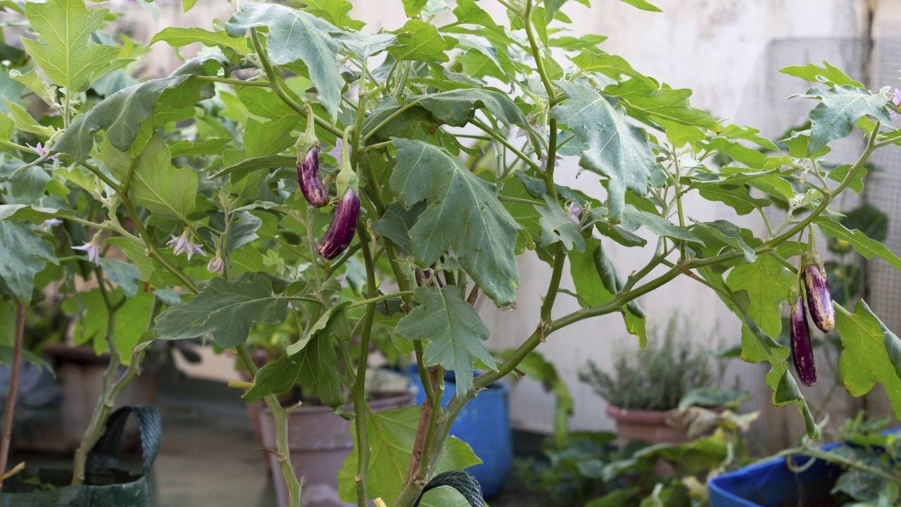 "શ્રેષ્ઠ અને શુદ્ધ ગુણવત્તાના બીજ મેળવવા માટે તમે નેશનલ સીડ્સ કોર્પોરેશન (NSC) ના ઓનલાઇન સ્ટોરની મદદ લઈ શકો છો, જે વિશ્વસનીય ઉત્પાદન માટે ઉત્તમ સ્ત્રોત છે."
