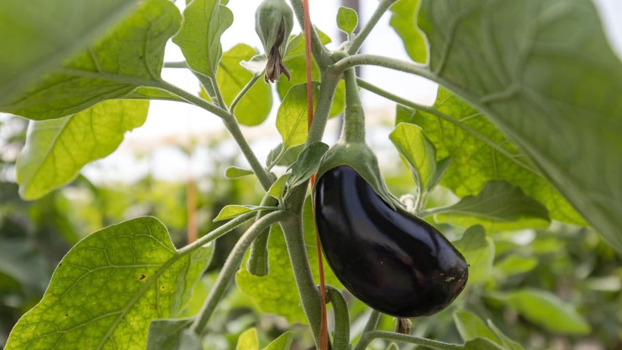 આ જીવાત પર નિયંત્રણ મેળવવા માટે નીચે મુજબના પગલાં લેવા અનિવાર્ય છે:  1. સૌ પ્રથમ, જે ડાળી કે ફળમાં સંક્રમણ દેખાય તેને તરત જ કાપીને જમીનમાં દાટી દેવા અથવા સળગાવી દેવા. 2. જો ઉપદ્રવ વધુ હોય, તો નિષ્ણાતો દ્વારા સૂચિત દવાઓ જેવી કે ટ્રાઈજોફોસ 40 EC (Triazophos 40 EC) અથવા ક્વીનાલફોસ 25 EC (Quinalphos 25 EC) નો નિયત માત્રામાં પાણી સાથે ભેળવીને છંટકાવ કરવો જોઈએ. યાદ રાખો કે જીવાત એકવાર થડની અંદર ઉતરી જાય પછી તેના પર સામાન્ય દવાની અસર ઓછી થાય છે, તેથી સમયસર નિરીક્ષણ ખૂબ જરૂરી છે.
All Photos Credit: Getty Images