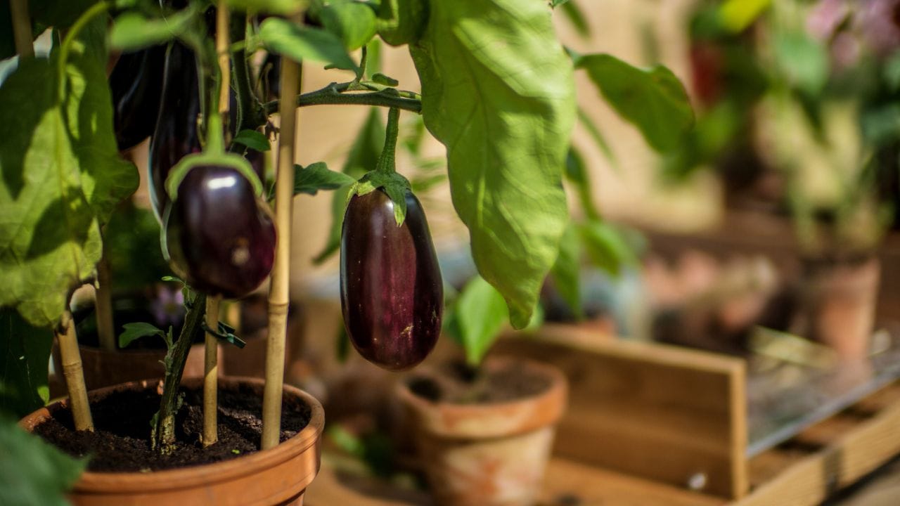 રીંગણ એ ભારતીય રસોઈનું એક અભિન્ન અંગ છે. તેના સ્વાદ અને સ્વાસ્થ્યપ્રદ ગુણોને કારણે ખેડૂતોથી લઈને હોમ-ગાર્ડનિંગના શોખીનો સુધી દરેક વ્યક્તિ રીંગણ ઉગાડવાનું પસંદ કરે છે. જોકે રીંગણનો છોડ રોગો અને જીવાતો પ્રત્યે અત્યંત સંવેદનશીલ હોય છે. જો સમયસર કાળજી ન લેવામાં આવે તો તમારી મહેનત પર પાણી ફરી વળી શકે છે. આજે આપણે રીંગણના પાકને નુકસાન પહોંચાડતા ત્રણ મુખ્ય રોગો અને તેના ચોક્કસ નિવારણ વિશે વિગતવાર વાત કરીશું.