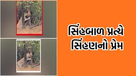 પ્રકૃતિનું અનોખું દ્રશ્ય: સિંહબાળ પ્રત્યે સિંહણની મમતા અને જીવનનો પાઠ