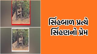 જુનાગઢથી સિંહ અને સિંહબાળનો મન મોહી લેતો વીડિયો આવ્યો સામે, જોતાવેંત બોલી ઉઠશો વાહ!