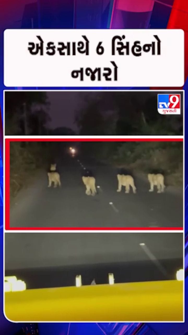 હાઈવે પર સિંહની લટાર