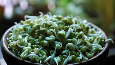 મગને અંકુરિત કરવાની પ્રક્રિયા દરમિયાન તેમાં રહેલા ફાઈબરનું પ્રમાણ વધી જાય છે. તે કબજિયાતની સમસ્યા દૂર કરે છે અને મેટાબોલિઝમ (ચયાપચય) ને વેગ આપે છે. તેમાં રહેલા એન્ઝાઇમ્સ ખોરાકને સરળતાથી પચાવવામાં મદદરૂપ થાય છે.