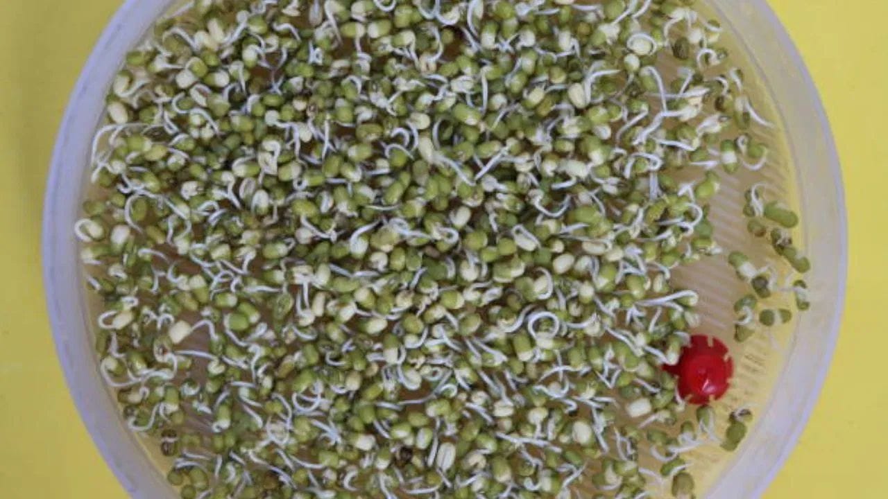 જો તમે વજન ઘટાડવા માંગતા હોવ, તો આ શ્રેષ્ઠ નાસ્તો છે. આમાં કેલરી ખૂબ જ ઓછી હોય છે. પ્રોટીન અને ફાઈબરથી ભરપૂર હોવાને કારણે, તેને ખાધા પછી લાંબા સમય સુધી ભૂખ લાગતી નથી.