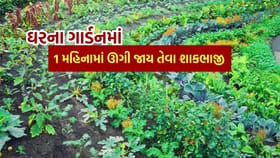 લીલા શાકભાજી ઘરે 30 દિવસમાં જ ઊગી જાય છે, જાણો