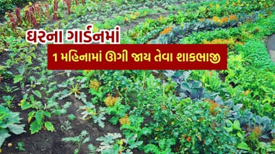 ઘરે શાકભાજી ઉગાડવાથી માત્ર પૈસાની બચત જ નથી થતી પણ તમારા સ્વાસ્થ્યમાં પણ સુધારો થાય છે, જેનાથી તમે શારીરિક પ્રવૃત્તિમાં જોડાઈ શકો છો અને રસાયણો મુક્ત હોય છે. આ વાર્તામાં 30 દિવસમાં ઉગાડી શકાય તેવા લીલા શાકભાજી વિશે જાણો.