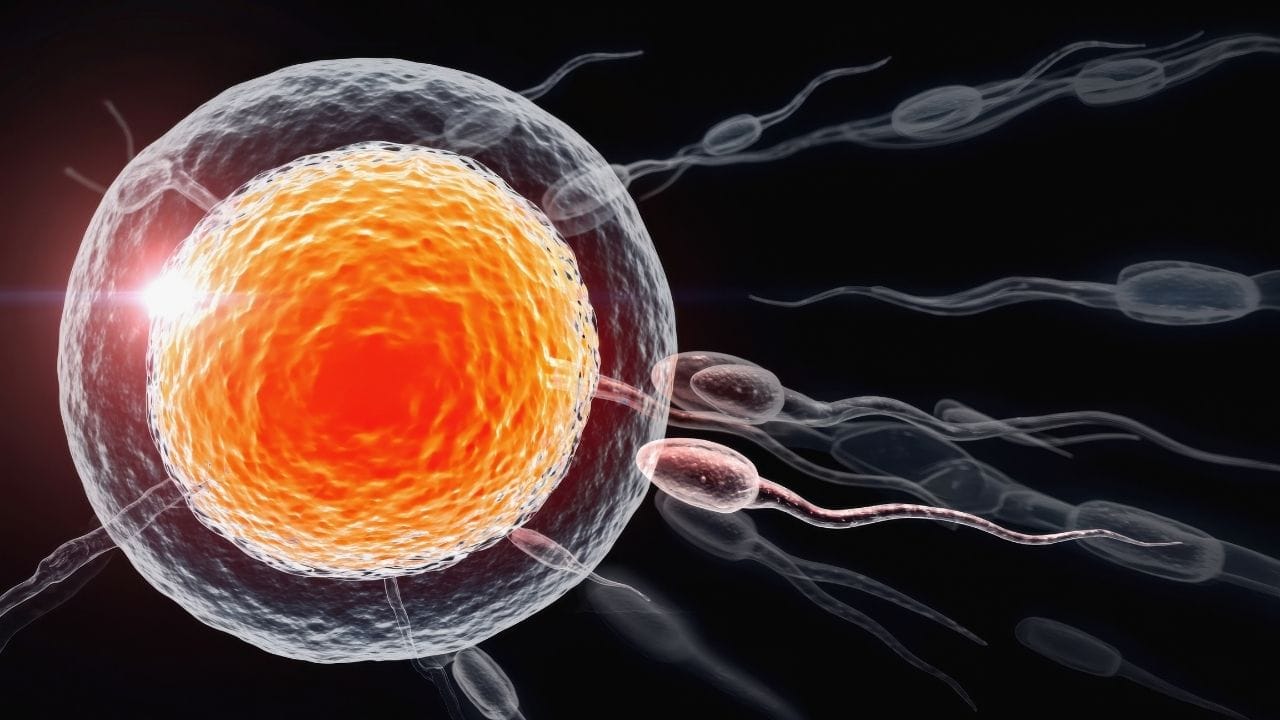 ખોટી ખાવાની ટેવ, વધતો તણાવ અને અનિયમિત દિનચર્યા શરીરમાં અનેક બદલાવ લાવે છે, જે ધીમે ધીમે પ્રજનન સ્વાસ્થ્યને નુકસાન પહોંચાડે છે. તેથી સમયસર શુક્રાણુઓના સ્વાસ્થ્ય પર ધ્યાન આપવું ખૂબ જરૂરી છે. યોગ્ય માહિતી અને જાગૃતિ દ્વારા આ સમસ્યાને મોટા પ્રમાણમાં નિયંત્રિત કરી શકાય છે. ચાલો જાણીએ કે કઈ આદતો શુક્રાણુઓની ગુણવત્તાને બગાડે છે.