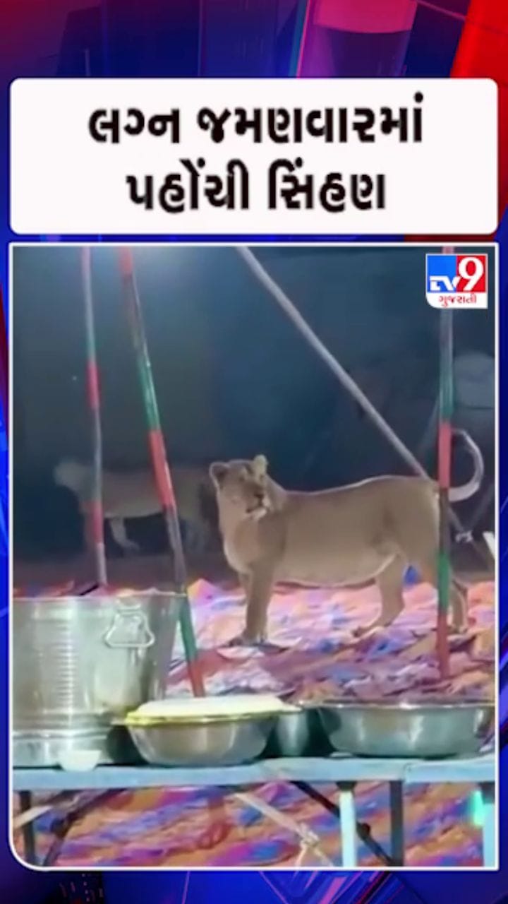 પાર્ટી પ્લોટમાં જમણવાર સમયે સિંહ આવી ચડતા અફરાતફરી