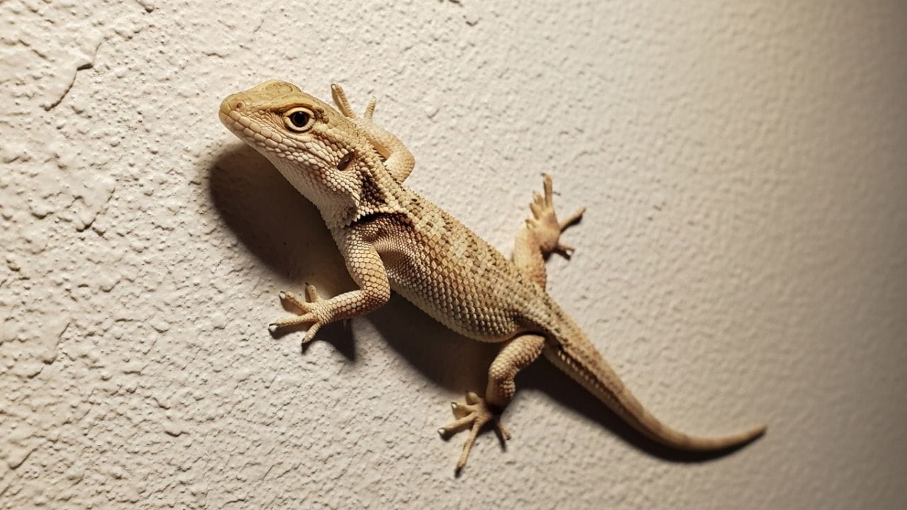 જો કે  જો ગરોળી કોઈ વ્યક્તિના શરીર પર પડે છે, તો તેનો અર્થ શરીરના ચોક્કસ ભાગના આધારે બદલાઈ શકે છે. ક્યારેક તે શુભ હોય છે, ક્યારેક અશુભ. શુકન શાસ્ત્રો અનુસાર જમણા ખભા પર પડતી ગરોળી શુભ ગણી શકાય, જ્યારે માથા પર પડવી ચિંતાનું કારણ બની શકે છે.(All Image-WhiskAi)