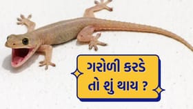 ગરોળી કરડે તો શું થાય? તમે નહીં જાણતા હોવ સાચો જવાબ