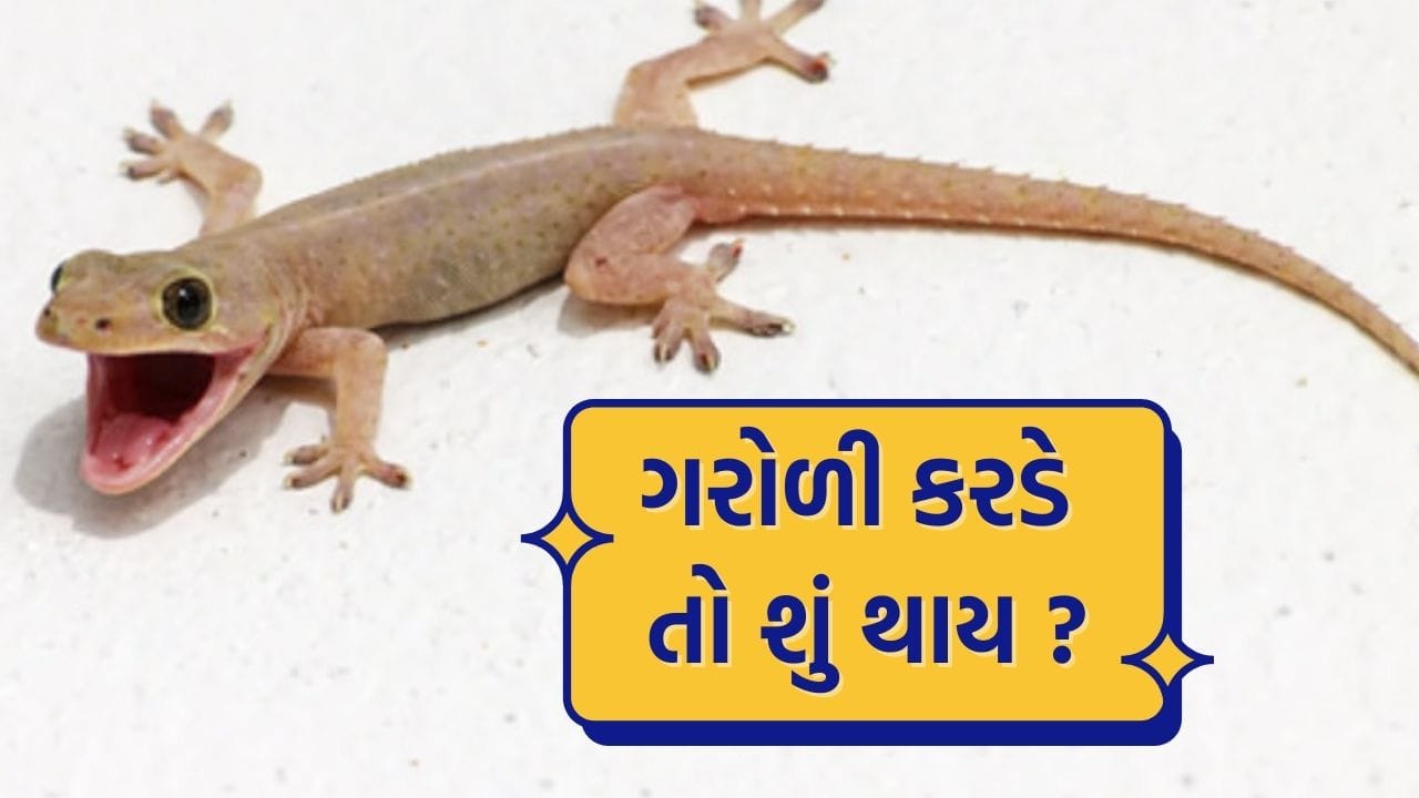 વાસ્તવમાં, સામાન્ય રીતે ગરોળી કરડવાથી વ્યક્તિનું મૃત્યુ થતું નથી. મોટાભાગની ઘરેલુ ગરોળીઓ ઝેરી હોતી નથી. તેમ છતાં, તેના કરડવાથી ચેપ લાગવાની શક્યતા રહે છે, કારણ કે તેના મોઢામાં રહેલા બેક્ટેરિયા ચામડીમાં પ્રવેશી શકે છે.