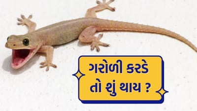 વાસ્તવમાં, સામાન્ય રીતે ગરોળી કરડવાથી વ્યક્તિનું મૃત્યુ થતું નથી. મોટાભાગની ઘરેલુ ગરોળીઓ ઝેરી હોતી નથી. તેમ છતાં, તેના કરડવાથી ચેપ લાગવાની શક્યતા રહે છે, કારણ કે તેના મોઢામાં રહેલા બેક્ટેરિયા ચામડીમાં પ્રવેશી શકે છે.