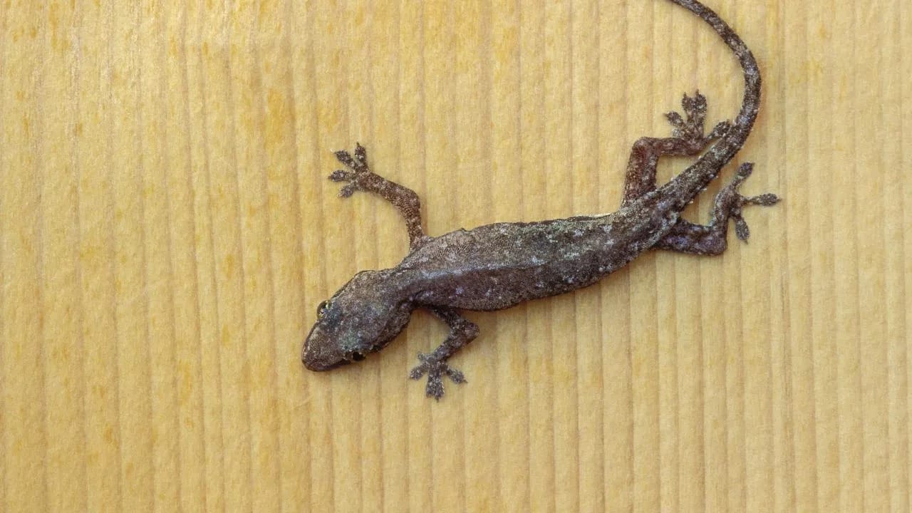 આ ઉપરાંત, કેટલીક વ્યક્તિઓમાં ઉબકા અને ઉલટી જેવી સમસ્યાઓ પણ જોવા મળી શકે છે, ખાસ કરીને જો શરીર ચેપ સામે વધુ સંવેદનશીલ હોય.