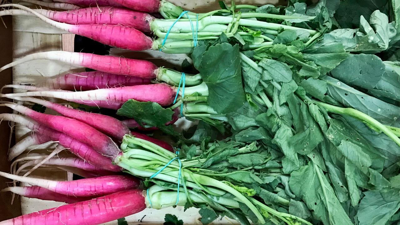 માત્ર 60 દિવસમાં લણણી: શહેરી ગાર્ડનર્સ માટે શ્રેષ્ઠ વિકલ્પ : ઘણા લોકો ગાર્ડનિંગ એટલે ઉગાડતા નથી કારણ કે તેમને લાગે છે કે તેમાં બહુ સમય લાગશે. પણ 'પૂસા ગુલાબી' એ વ્યસ્ત લોકો માટે બેસ્ટ છે. આ પાક વાવ્યા પછી માત્ર 55 થી 60 દિવસમાં તૈયાર થઈ જાય છે. ટૂંકા સમયમાં તૈયાર થતી આ વેરાયટી વિશે નેશનલ સીડ્સ કોર્પોરેશન લિમિટેડ (NSC) એ પણ ખાતરી આપી છે.