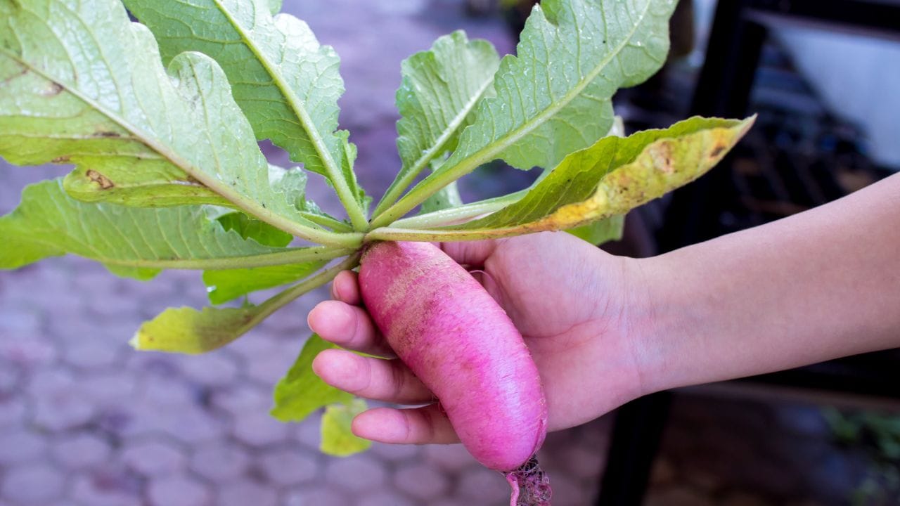 સામાન્ય સફેદ નહીં, પણ આકર્ષક 'પૂસા ગુલાબી' ની ખાસિયત : 'પૂસા ગુલાબી' મૂળા તેના નામ પ્રમાણે જ અત્યંત આકર્ષક ગુલાબી કે લાલ રંગના હોય છે. એક એક્સપર્ટ ગાર્ડનરને આ વેરાયટીનો નળાકાર (cylindrical) આકાર ખૂબ જ ગમે છે.