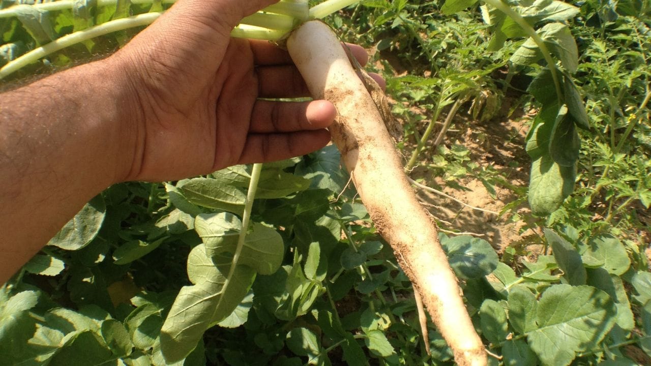 શું તમે પણ તમારા કિચન ગાર્ડનમાં એ જ જૂના અને કંટાળાજનક સફેદ મૂળા ઉગાડીને કંટાળી ગયા છો? આપણો બગીચો માત્ર લીલો જ નહીં, પણ રંગીન અને પોષક તત્વોથી ભરપૂર હોવો જોઈએ. આજે હું તમને એક એવા 'સુપરફૂડ' વિશે જણાવવા માંગુ છું જે તમારા બગીચાને એક નવો 'લુક' આપશે અને તમારા ડાઈનિંગ ટેબલ પર લક્ઝરી સલાડ પીરસવામાં મદદ કરશે. આ ખાસ વેરાયટી છે 'પૂસા ગુલાબી' (Pusa Gulabi).